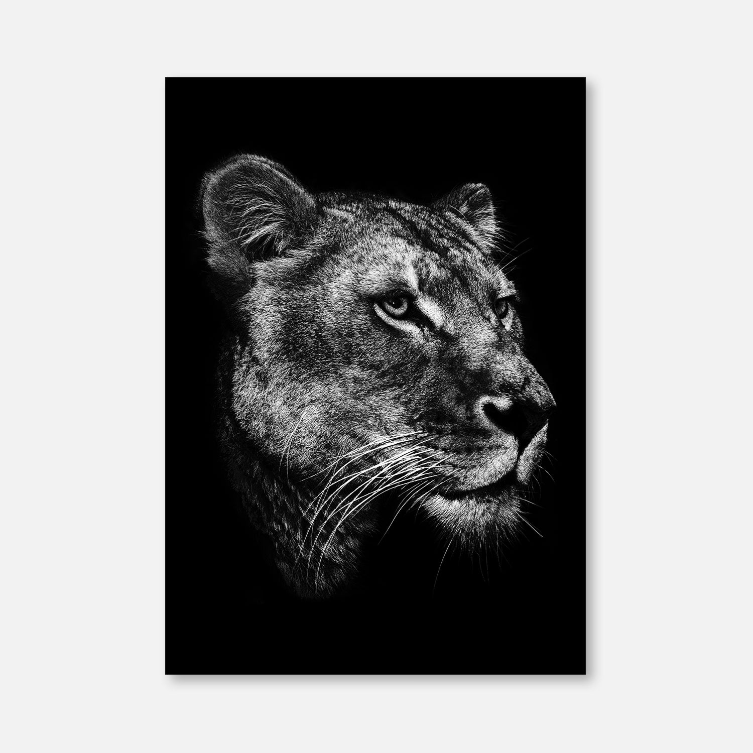 Black Lioness